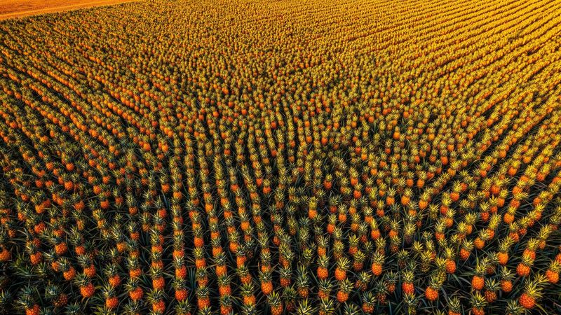 Pineapple Estate Soil Programme