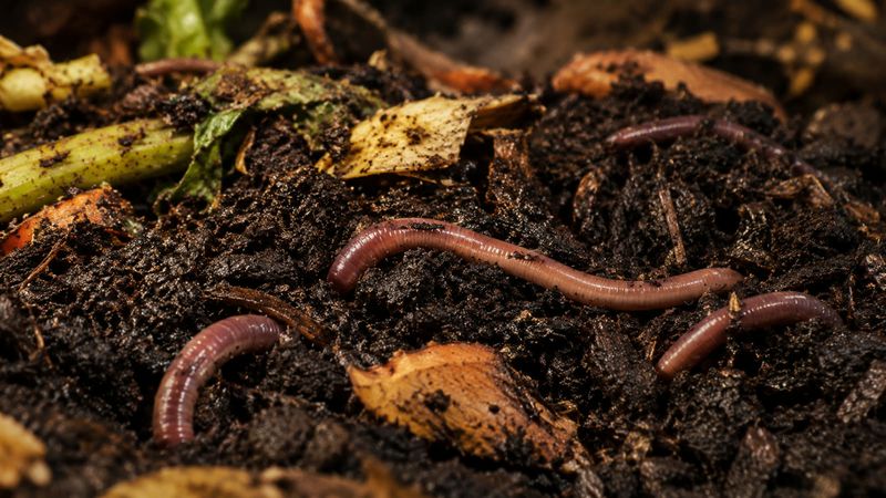 Composting worms thriving in rich organic matter — natural waste recycling producing nutrient-dense vermicompost