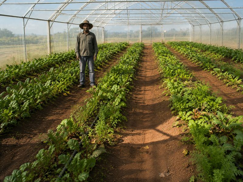 Food Garden – Bronkhorstspruit